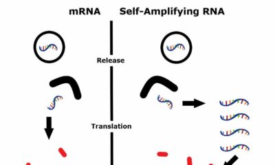A better concept for mRNA vaccines: self-amplification