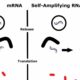 A better concept for mRNA vaccines: self-amplification