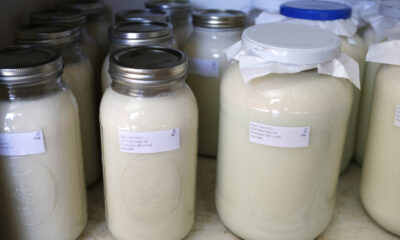 As H5N1 spreads among cows, experts warn against drinking raw milk