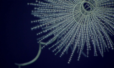 a bioluminescent coral shaped like a fan with a central hub