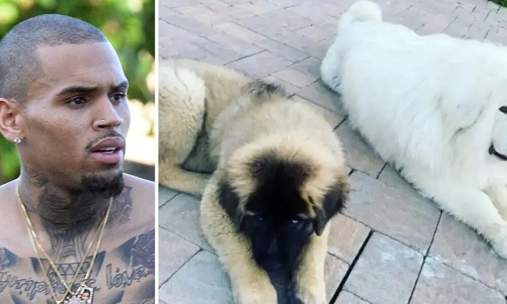 Chris Brown's ex-housekeeper drops charges in dog attack lawsuit after being forced to reveal his identity