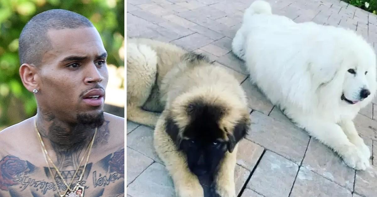 Chris Brown's ex-housekeeper drops charges in dog attack lawsuit after being forced to reveal his identity