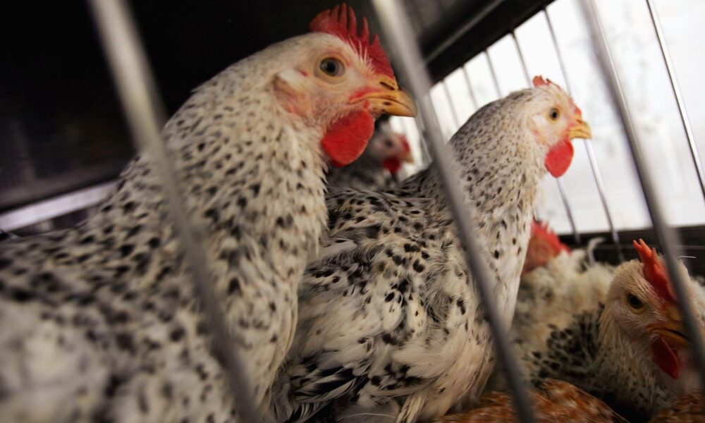 Could chicken feces be the cause of cow flu outbreaks?