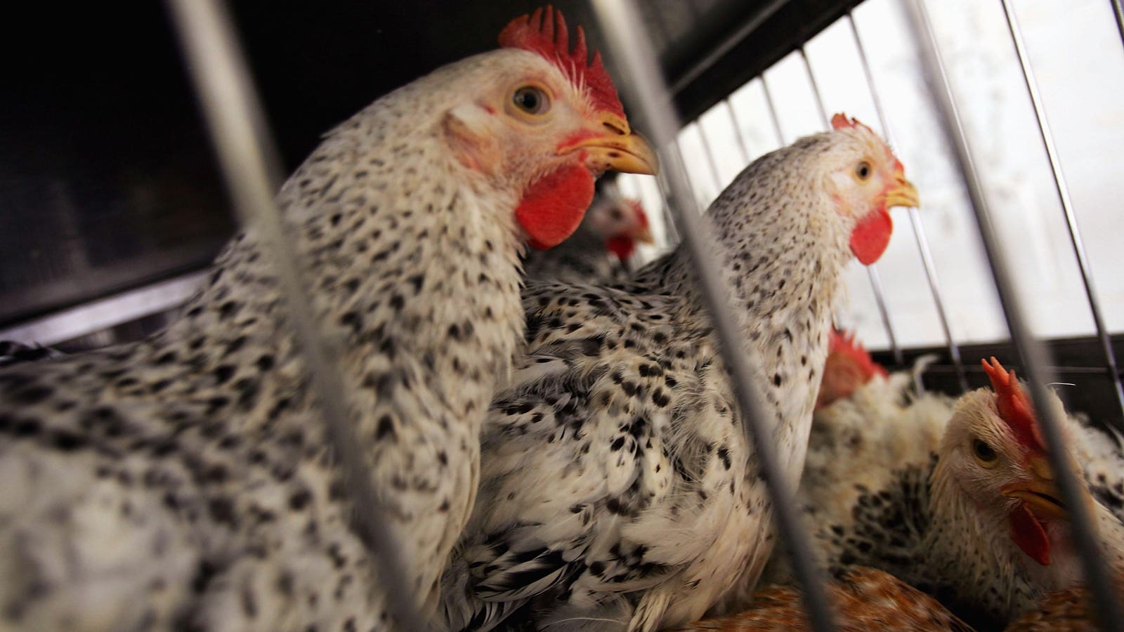 Could chicken feces be the cause of cow flu outbreaks?