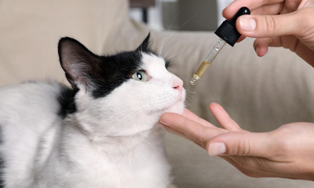 Dangers of people using animal medicines and vice versa