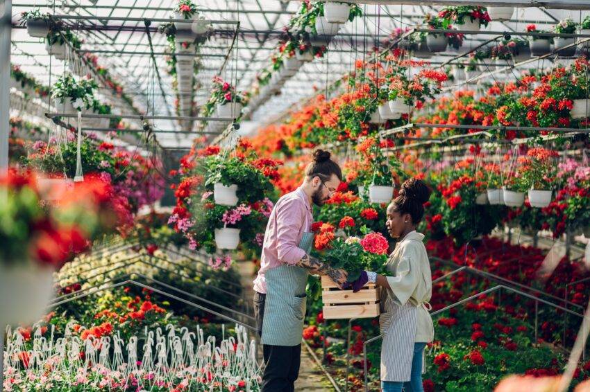 Garden centers are rushing to stock up on plant stocks ahead of Brexit border controls