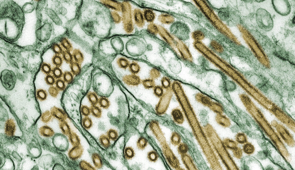Genetic sequences of the H5N1 bird flu released by USDA