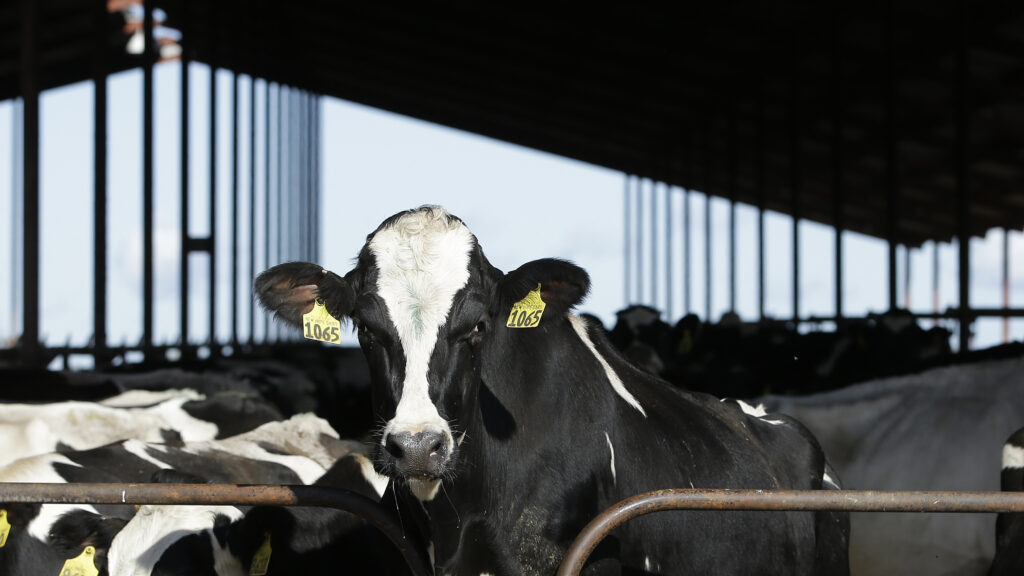 H5N1 testing of some dairy cows ordered to limit the spread of bird flu