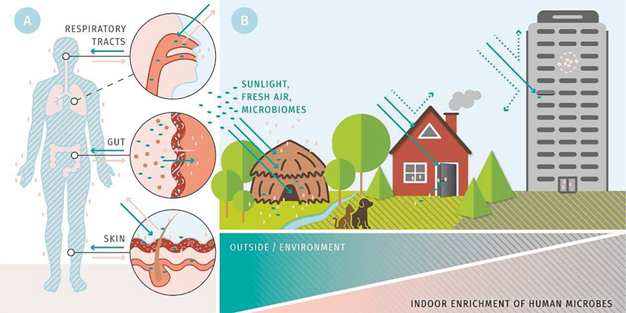 How buildings influence the microbiome and human health