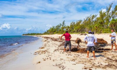 Mexico’s Beach Resorts Increase Staff To Fight Sargassum Ahead Of Summer 2024