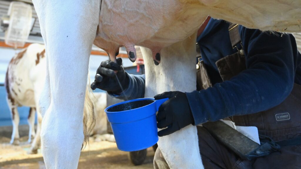 Milk tests show that the outbreak of H5N1 bird flu in cows is likely widespread