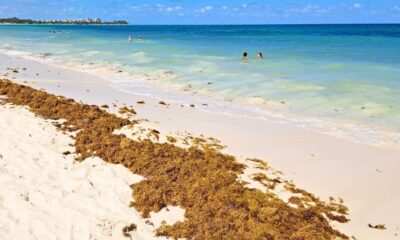 Playa Del Carmen To Start Receiving 300 Tons Of Seaweed A Day In Upcoming Weeks, Say Officials