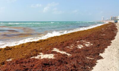 Sargassum Seaweed To Cover Florida's Beaches In Record Amounts In 2023