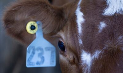Testing for H5N1 bird flu in cows will be more limited than USDA has indicated