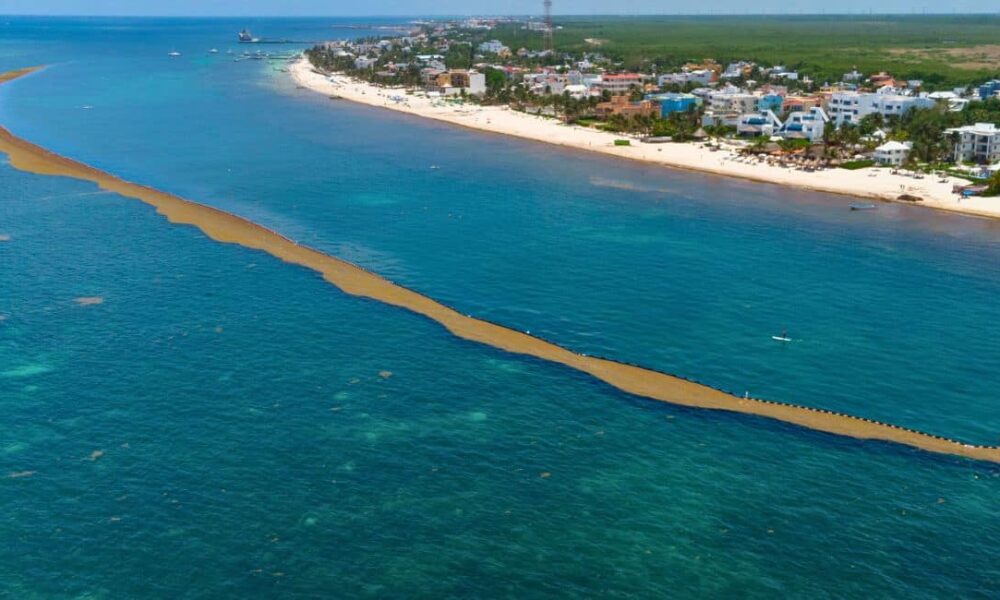 Mexican Navy Installs 8,600 Meters Of Barriers To Fight Sargassum In The Caribbean