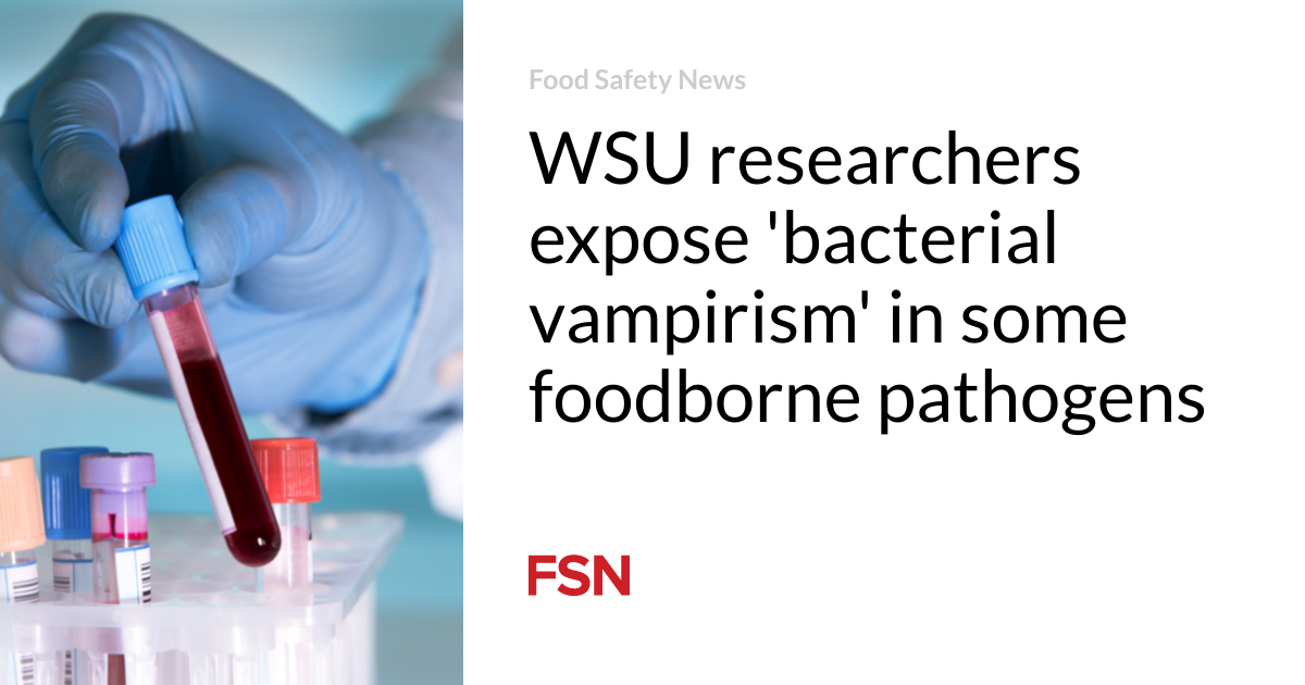 WSU researchers uncover 'bacterial vampirism' in some foodborne pathogens