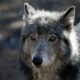 Wolf linked to livestock killings could be reproducing, officials say