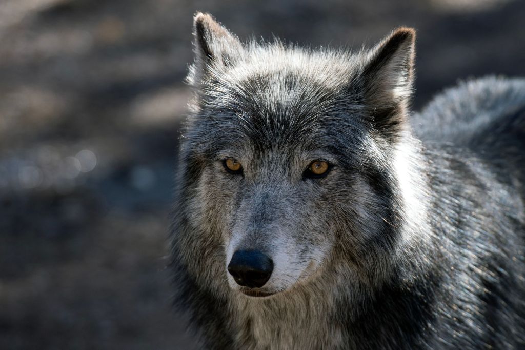 Wolf linked to livestock killings could be reproducing, officials say