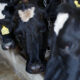 Aanwijzingen van ground zero van de vogelgriep op melkveebedrijven in de Texas Panhandle