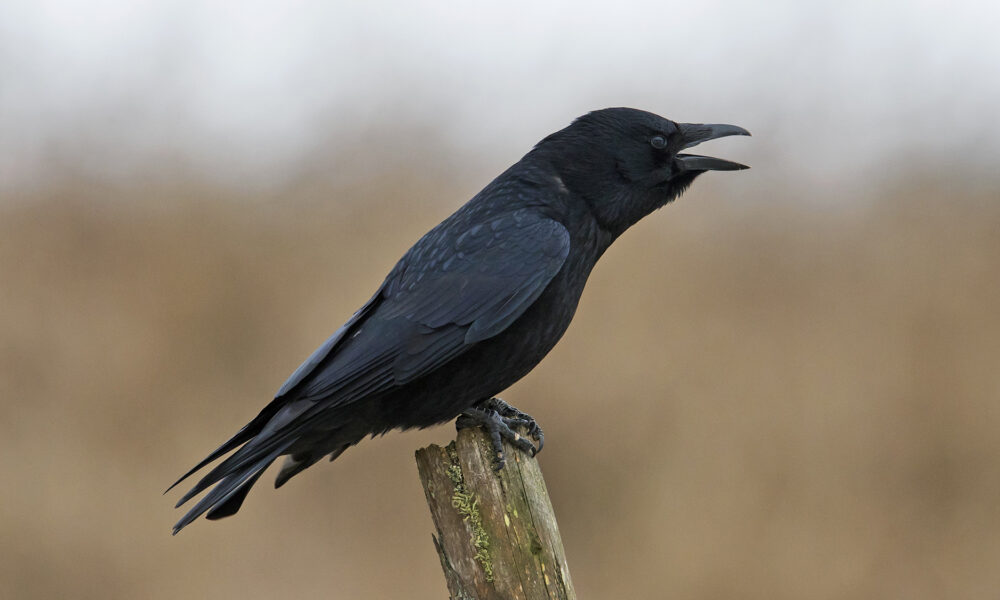 According to new research, crows can 'count' in the same way as toddlers