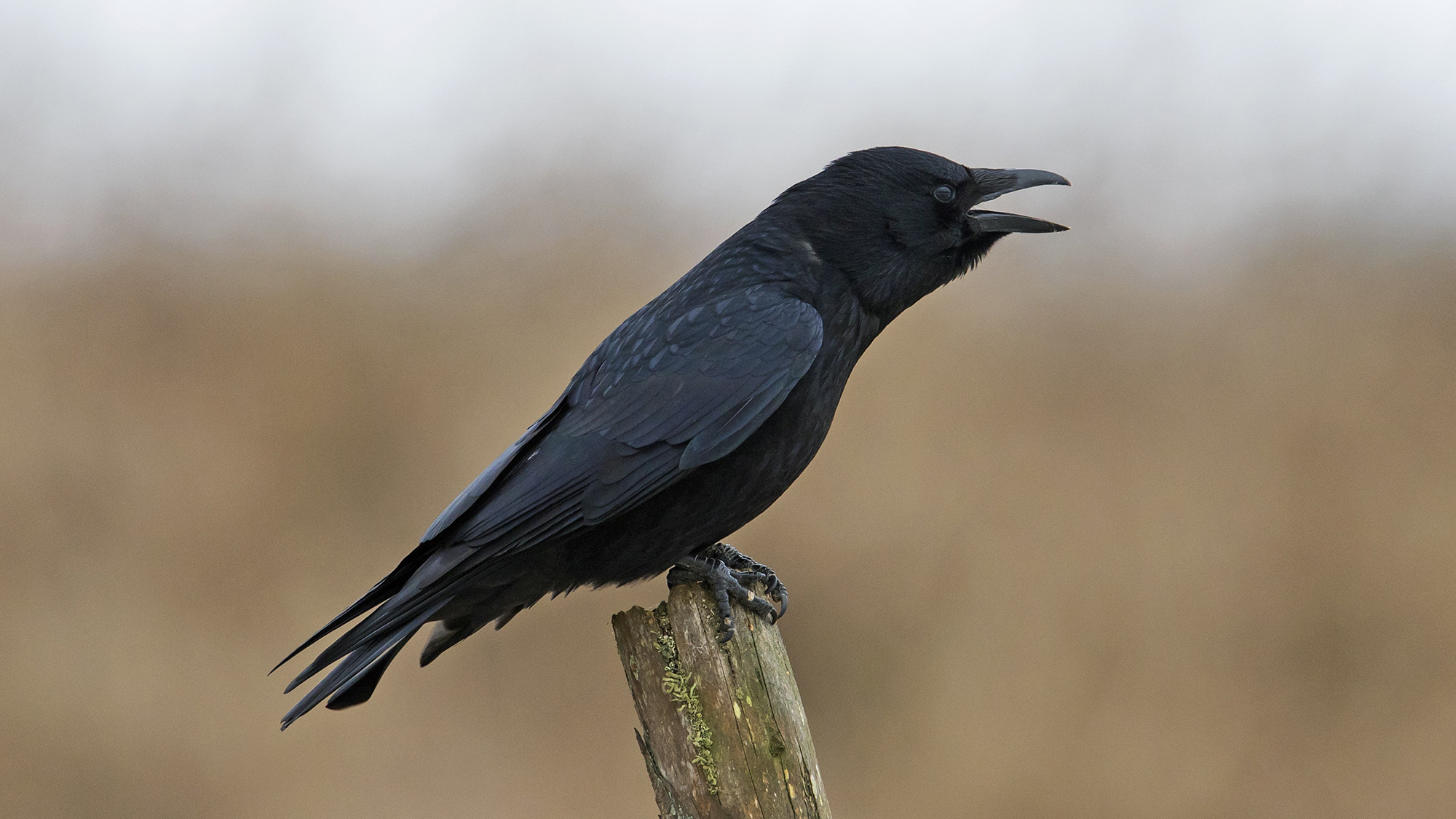 According to new research, crows can 'count' in the same way as toddlers