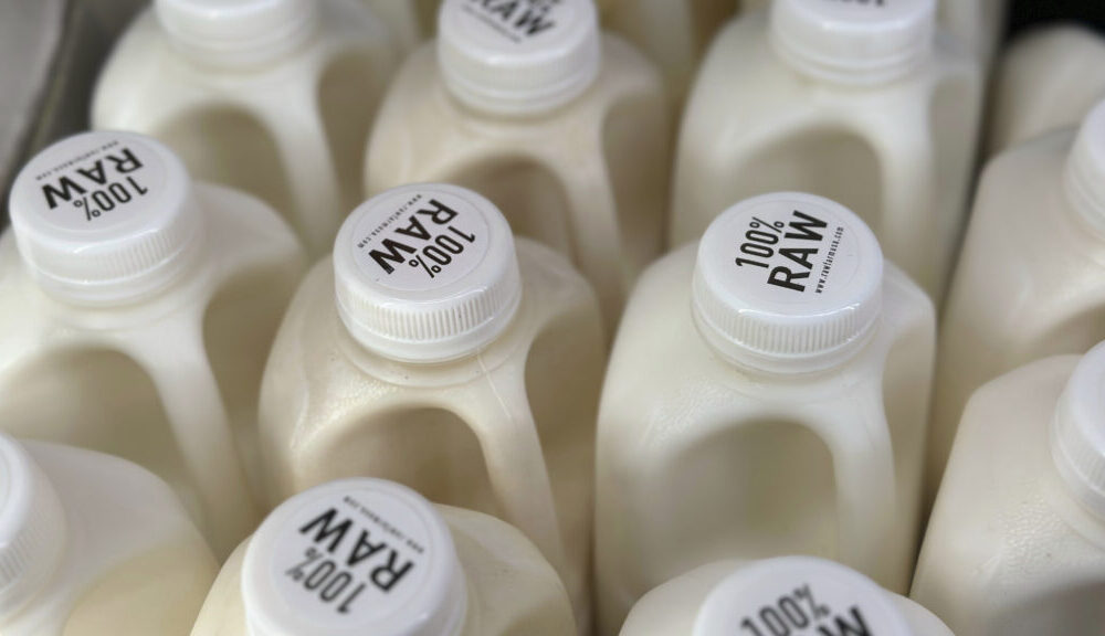 Bird flu makes raw milk dangerous to consume, according to mouse research