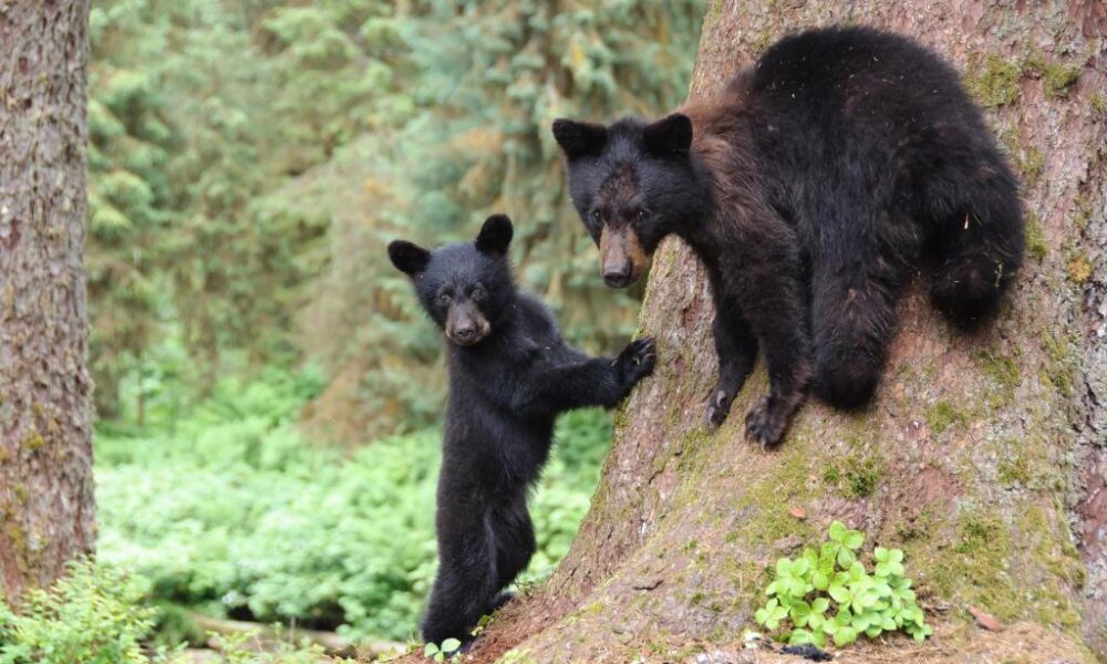 Black bear chases Steamboat hiker and attacks too close to cub