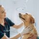 The UK's Competition and Markets Authority (CMA) is contemplating a cap on veterinary prescription fees as it delves into the sector to address concerns that pet owners are being overcharged for treatments.