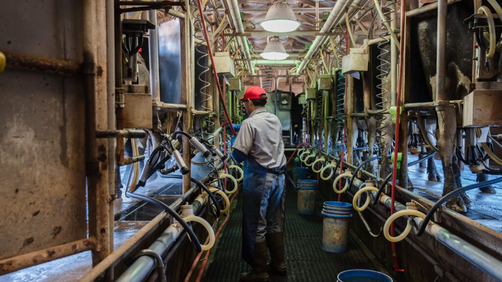 Dairy farmers are resisting the CDC's insistence on PPE against the bird flu virus