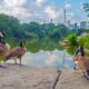 H5N1 bird flu detected in wild birds in New York City