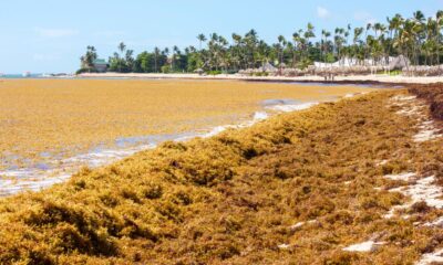 Decade of Sargassum: How's Brown Algae Damaging Caribbean Ecosystems and Tourism