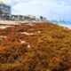 Sargassum Seaweed Alert Raised To Level 3 - Yellow In The Mexican Caribbean