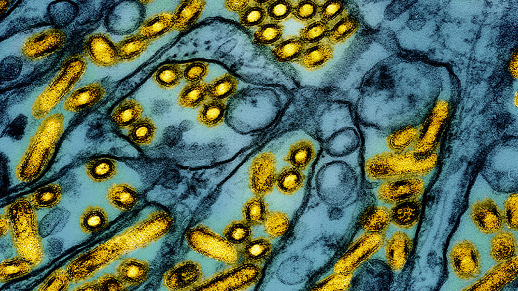 The H5N1 bird flu virus began spreading among cows in Texas in December