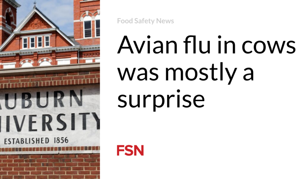 The bird flu in cows was mainly a surprise