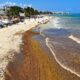 These 6 Caribbean Travel Hotspots To See Record-Breaking Seaweed Invasion In Summer 2024