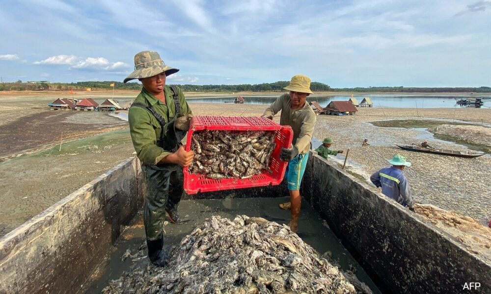 Thousands of fish die in Vietnam during a brutal heat wave