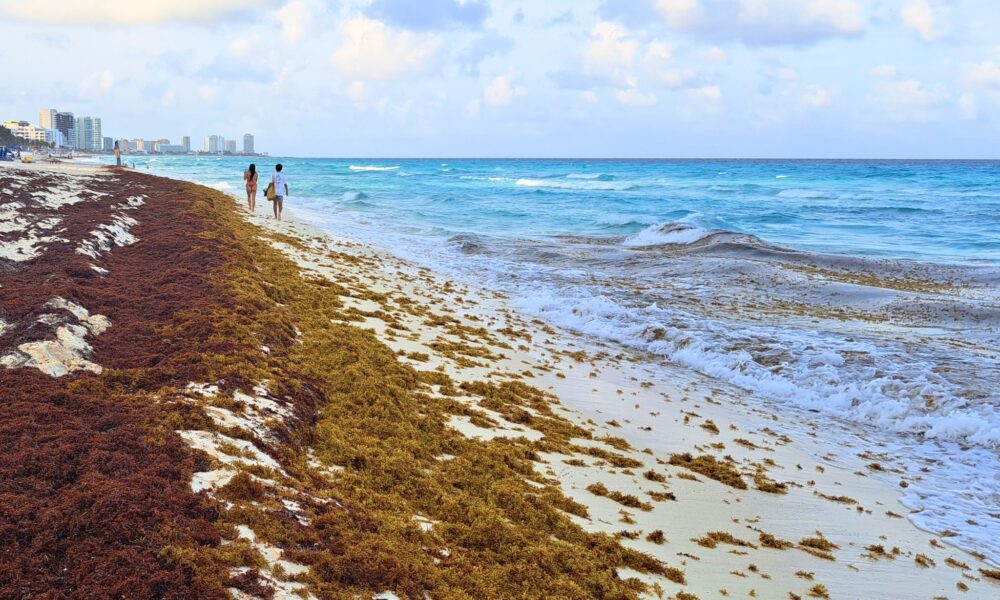 Tourists Flock To Cancun Despite Sargassum Seaweed Surge