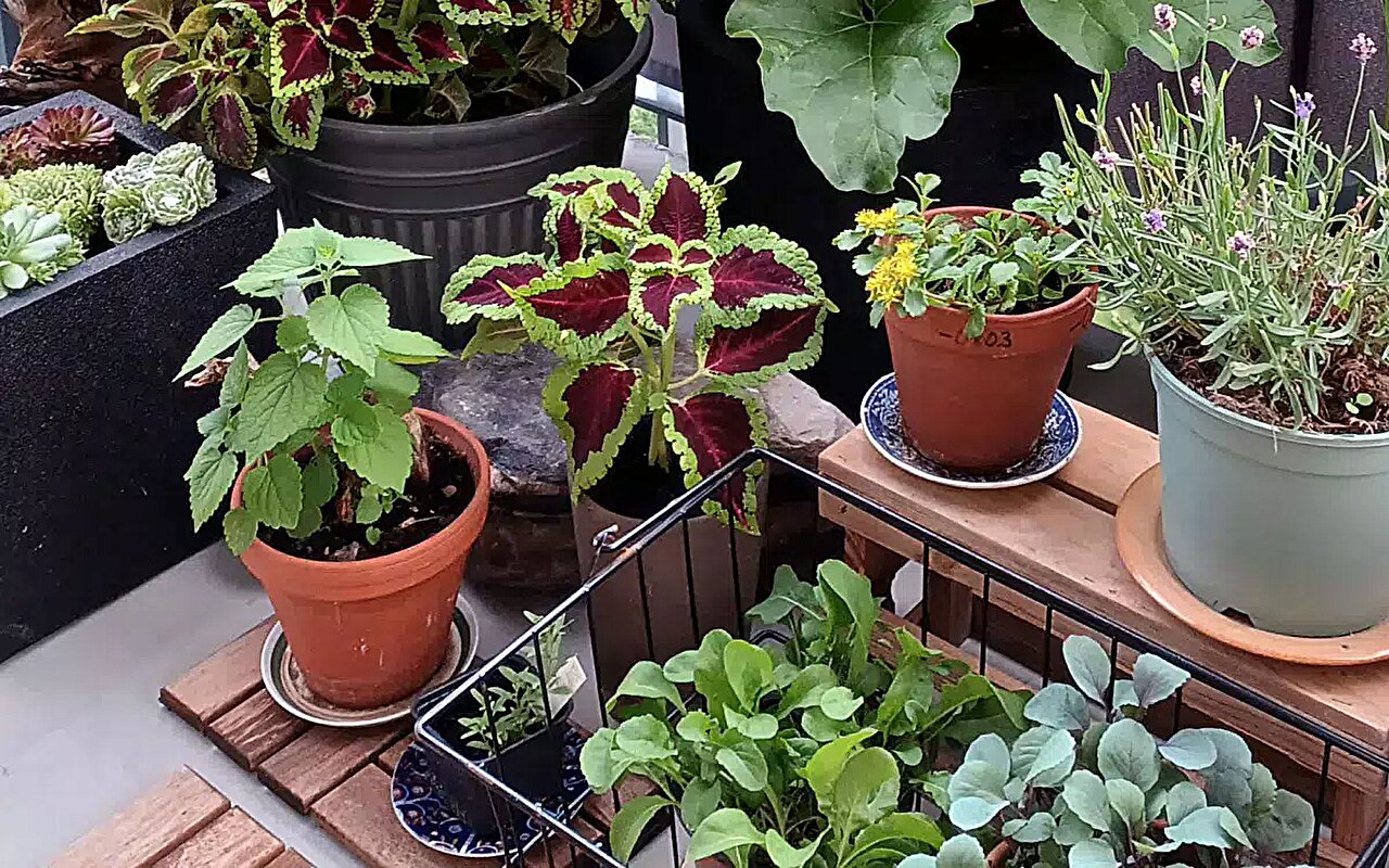 Urban gardening can improve human health;  subjects benefit from microbial exposure