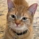 Viral 'I Go Meow' cat Cala dead at age 12