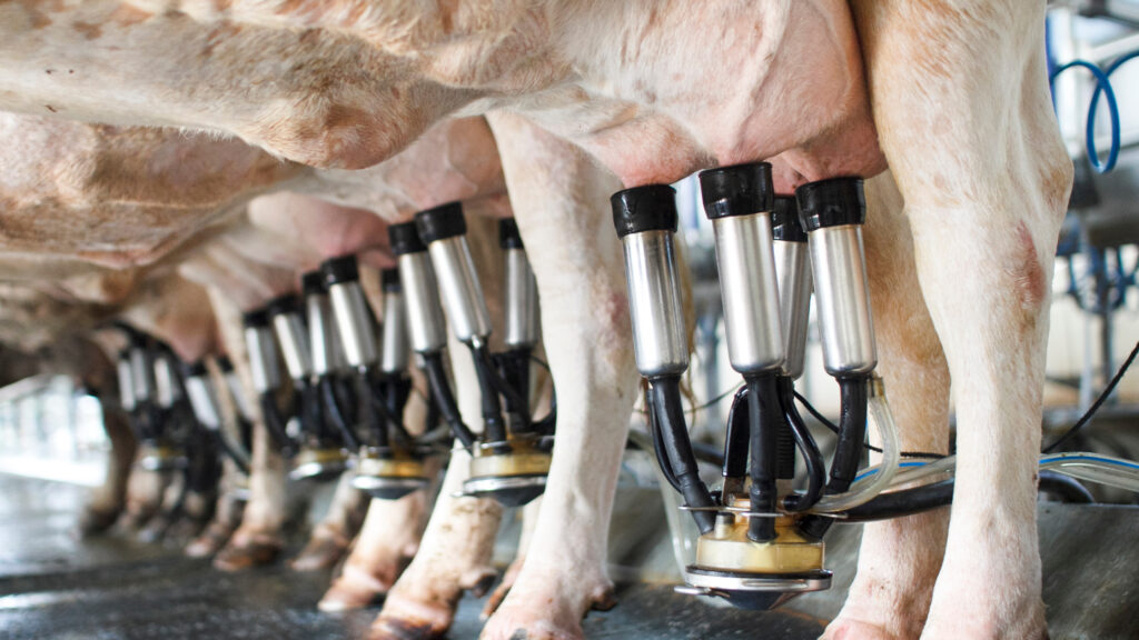 Vogelgriep in de melkproductie komt waarschijnlijk van asymptomatische koeien - STAT