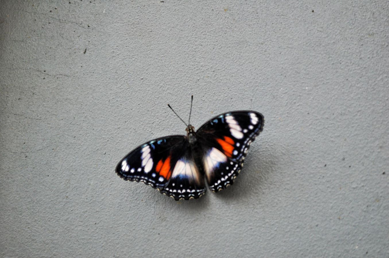 What makes or breaks a medical innovation?  Learning from the Flight of Butterfly Network