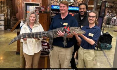 Where's Wally, the 'emotional support alligator'?  The owner answers