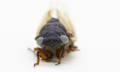 A 'one-in-a-million' blue-eyed cicada spotted by a 4-year-old child