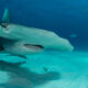 A scientific mission to save the sharks