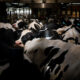 cows crowded indoors at a farm