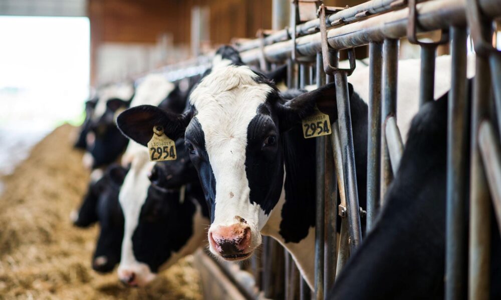 Canada monitors milk for H5N1 during outbreaks in US dairy herds