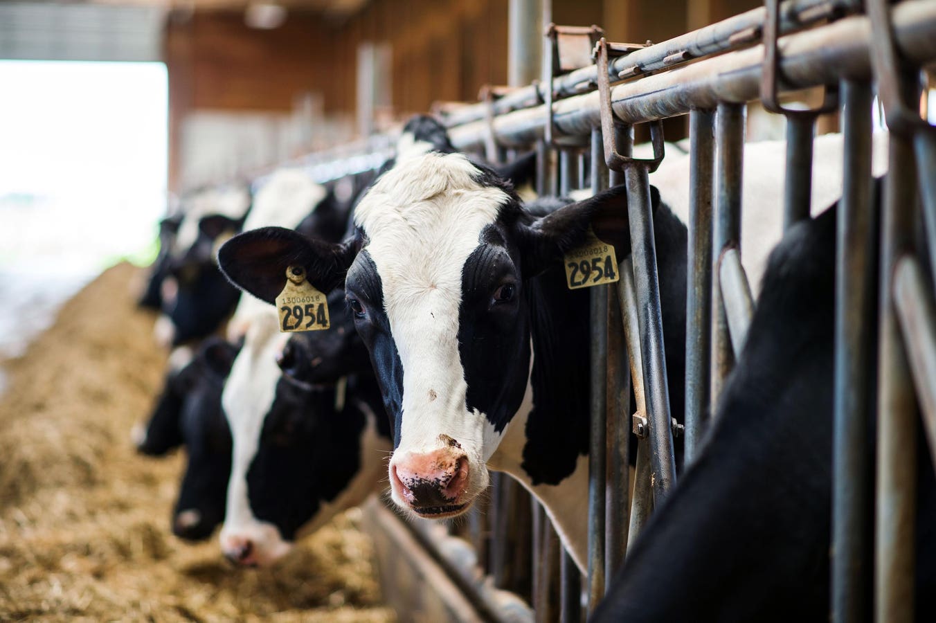 Canada monitors milk for H5N1 during outbreaks in US dairy herds