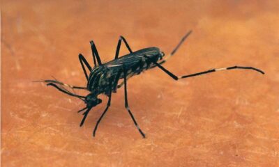 Colorado's first case of West Nile virus from 2024 confirmed