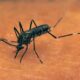 Colorado's first case of West Nile virus from 2024 confirmed