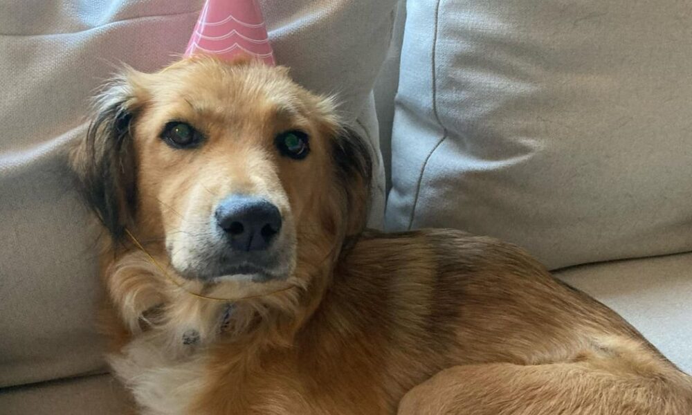 Connie, the dog rescued from a shipping container, has died